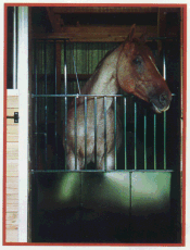 Stall Door Guard Combination